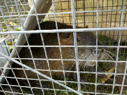 Nutria in cage - New Orleans Nutria
